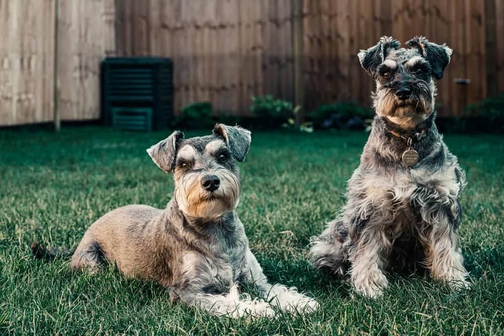 Two Schnauzer dogs relaxing in backyard during home-style boarding in Atlanta
