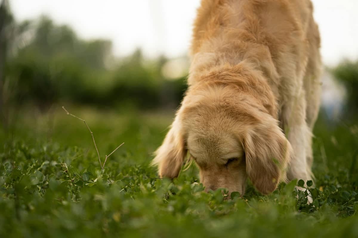 Golden retriever sniffing grass in Atlanta park - professional pet care services