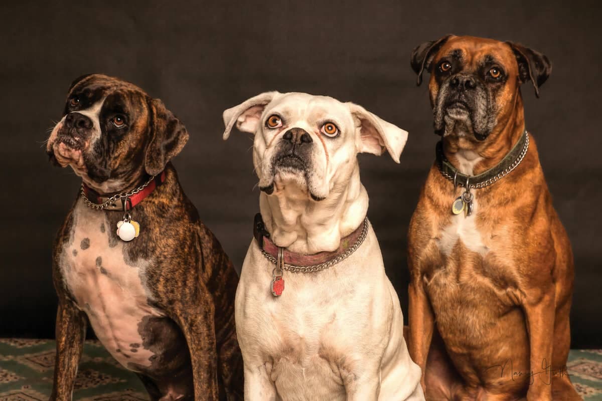Three dogs enjoying overnight pet sitting care at home in Atlanta